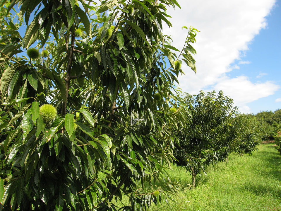 栗畑（植栽後６年）2