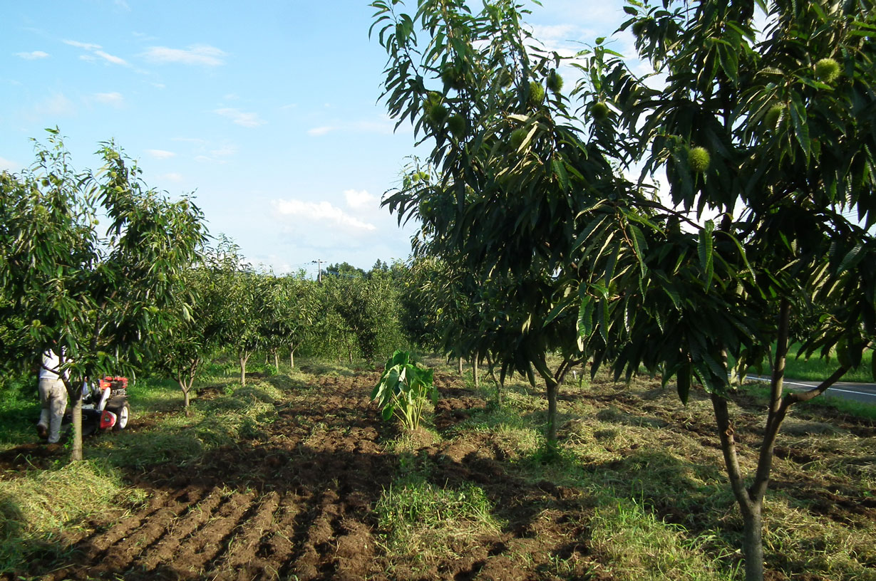 アフターのさらに後2