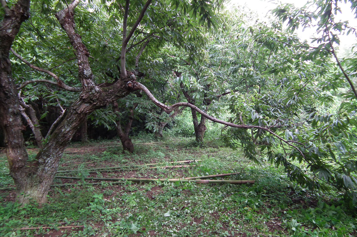 集中豪雨で折れた枝2