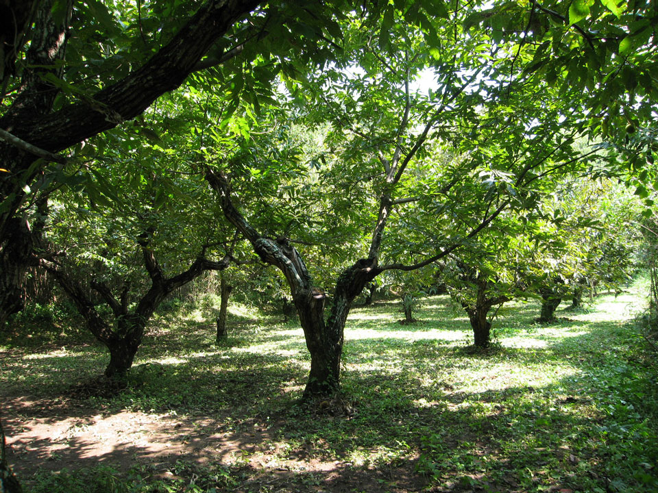 3中＿草取り後_2