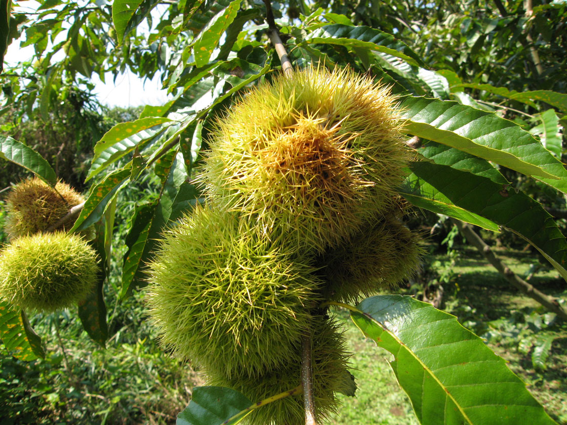 3中＿色づいた栗１_2