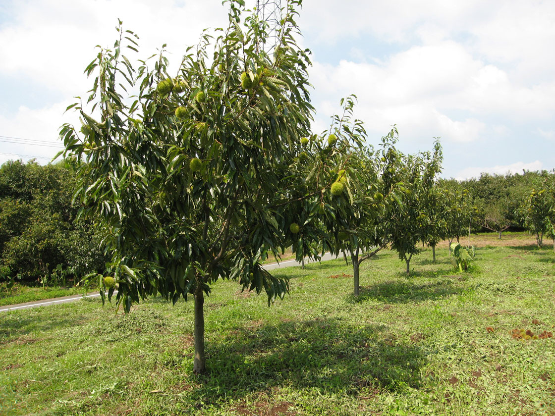 2上＿草取り後_2