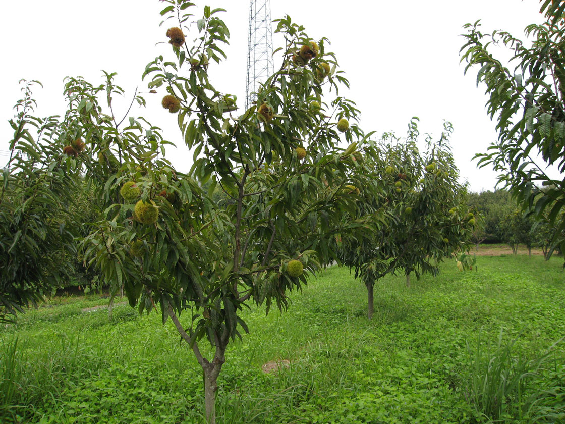 1上＿草取り前２_2