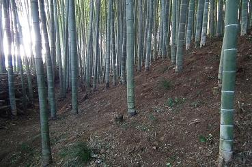 竹やぶ２