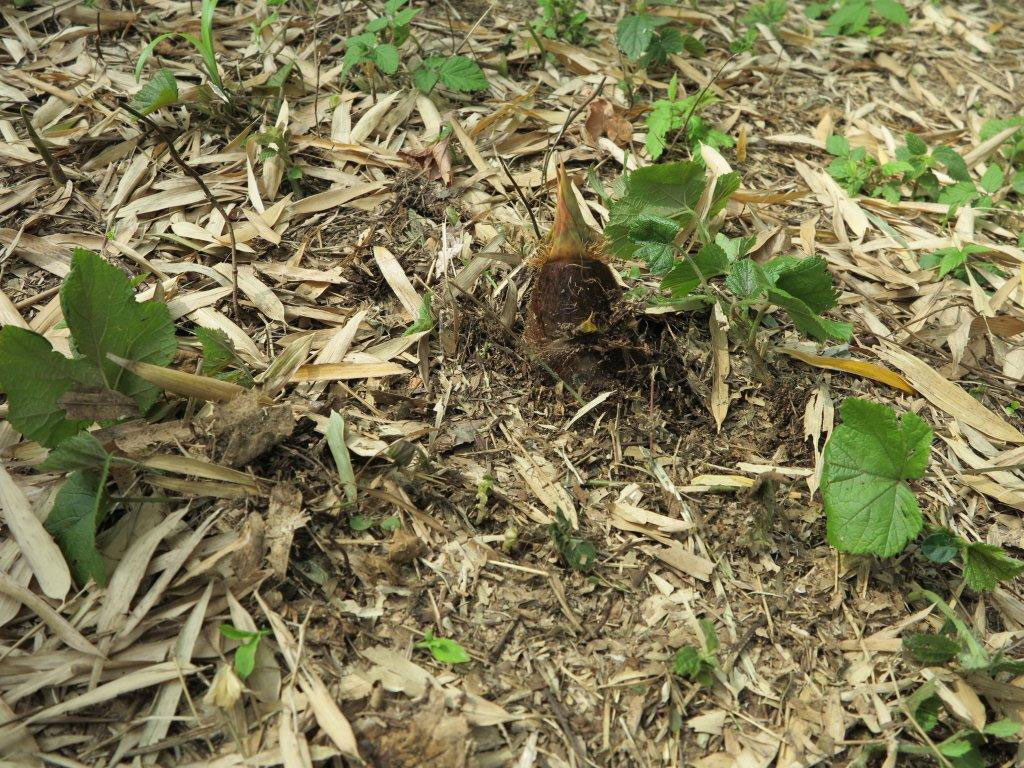 繧ｷ繝ｼ繧ｺ繝ｳ邨ゆｺ・襍､闃ｽ