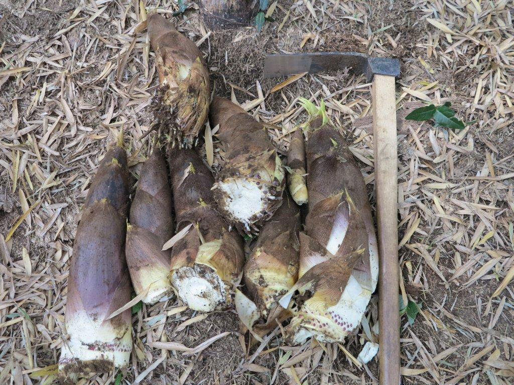 蜿守ｩｫ4譛・4譌･