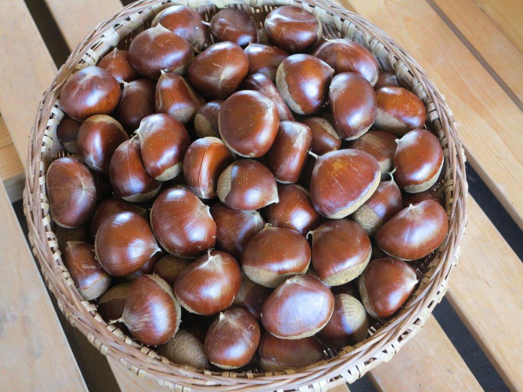 拾った栗2_2