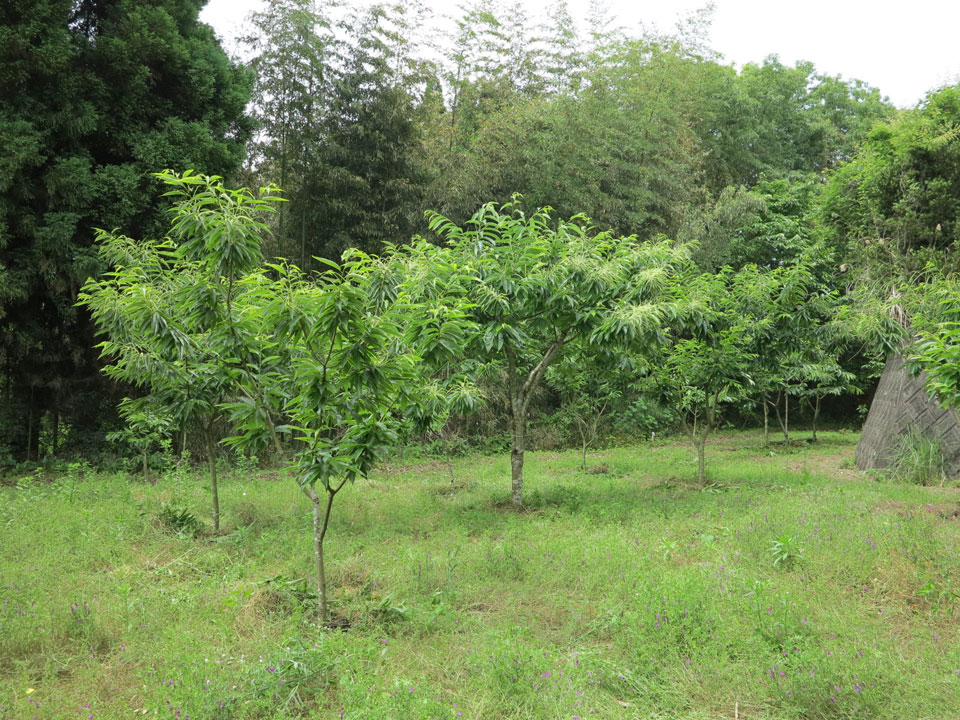 下の畑栗花２_2