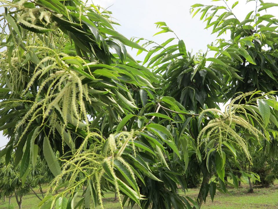 上の畑栗花２_2