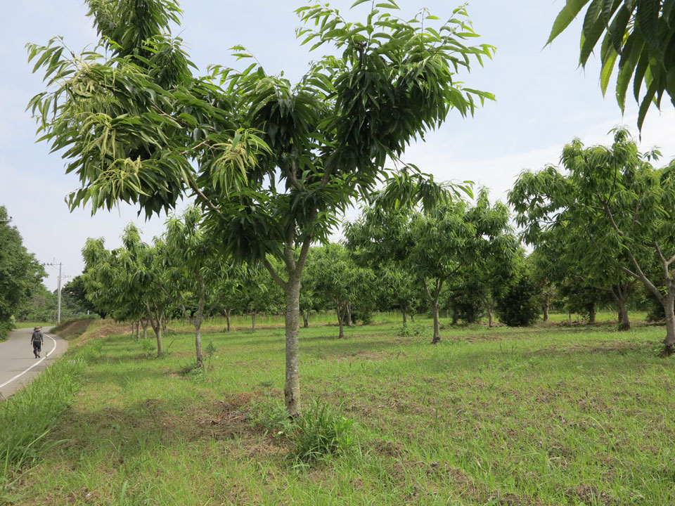 上の畑栗花１_2