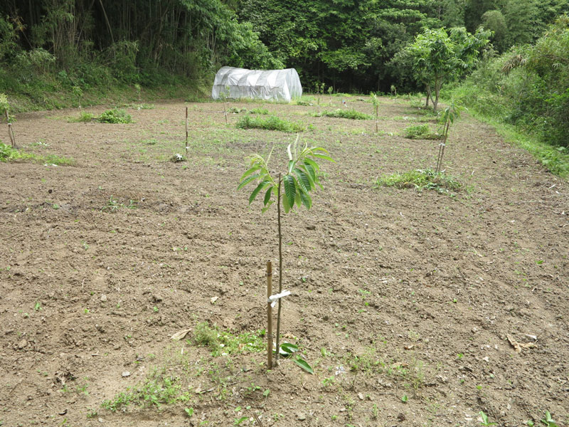 中の畑栗花１_2