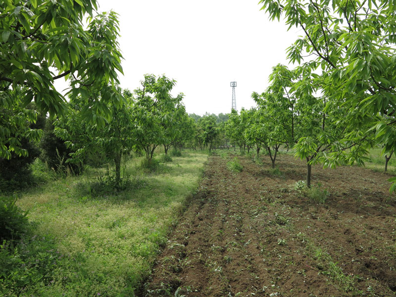 上の畑耕し１_2