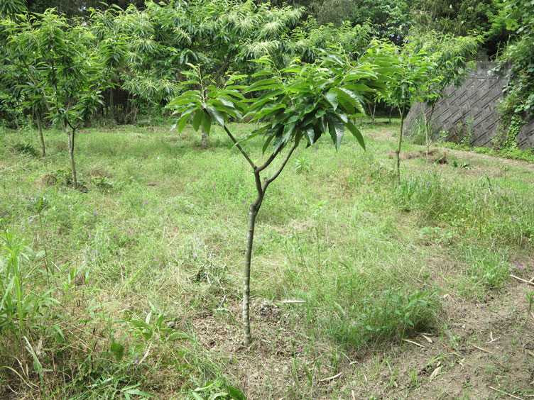 下の畑（移植木）_2