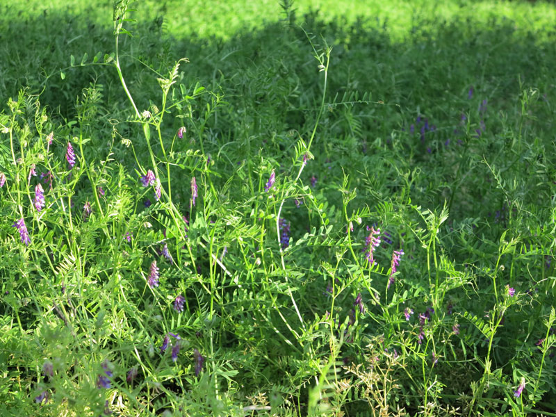 下の畑牧草花1_2
