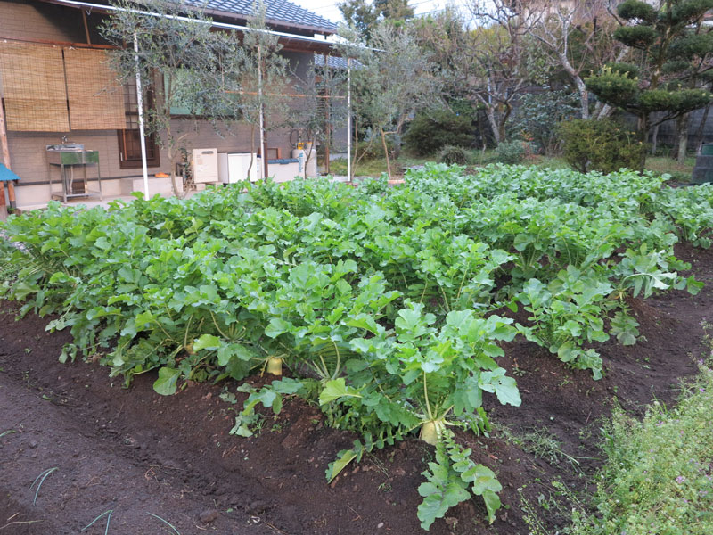 畑１_2