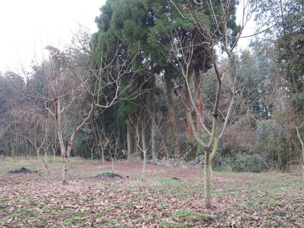 下の畑とスギ_2