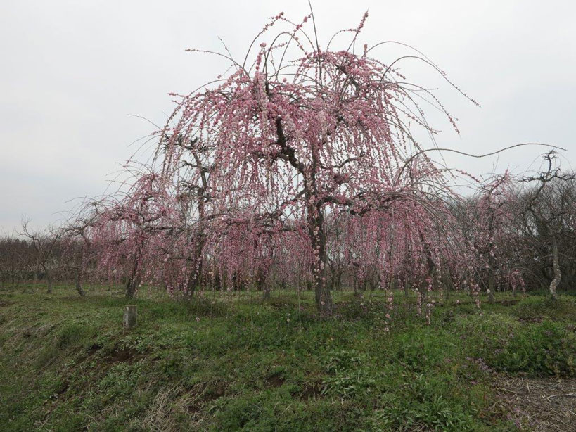 上の畑隣の梅_2