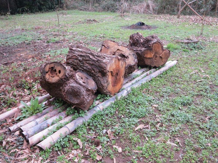 真ん中の切り株_2