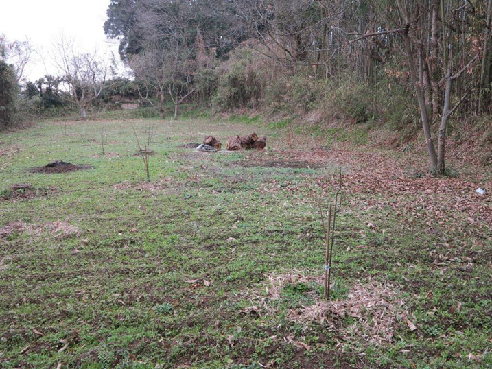 真ん中の切り株遠景_2