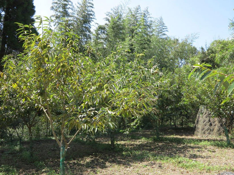 201509下の畑１_2