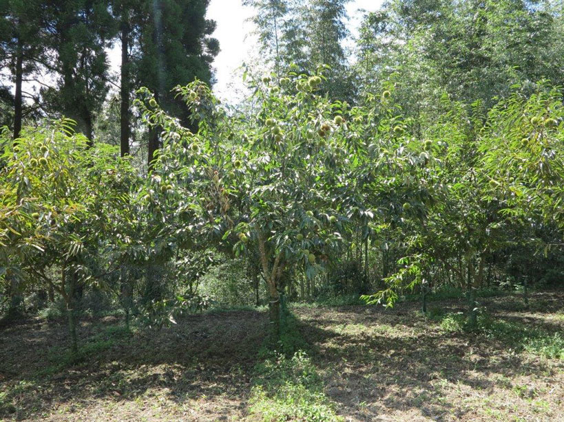 201509下の畑２_2