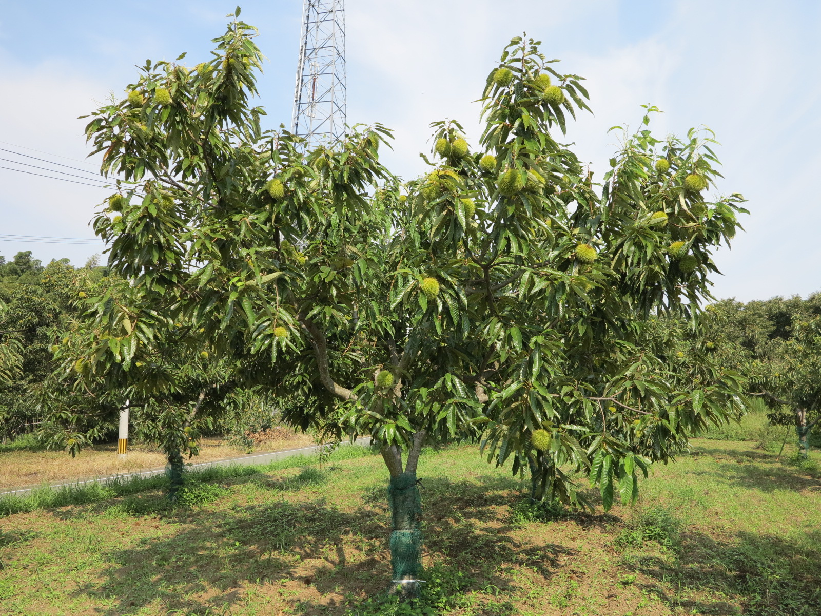 筑波他（上）[43906]