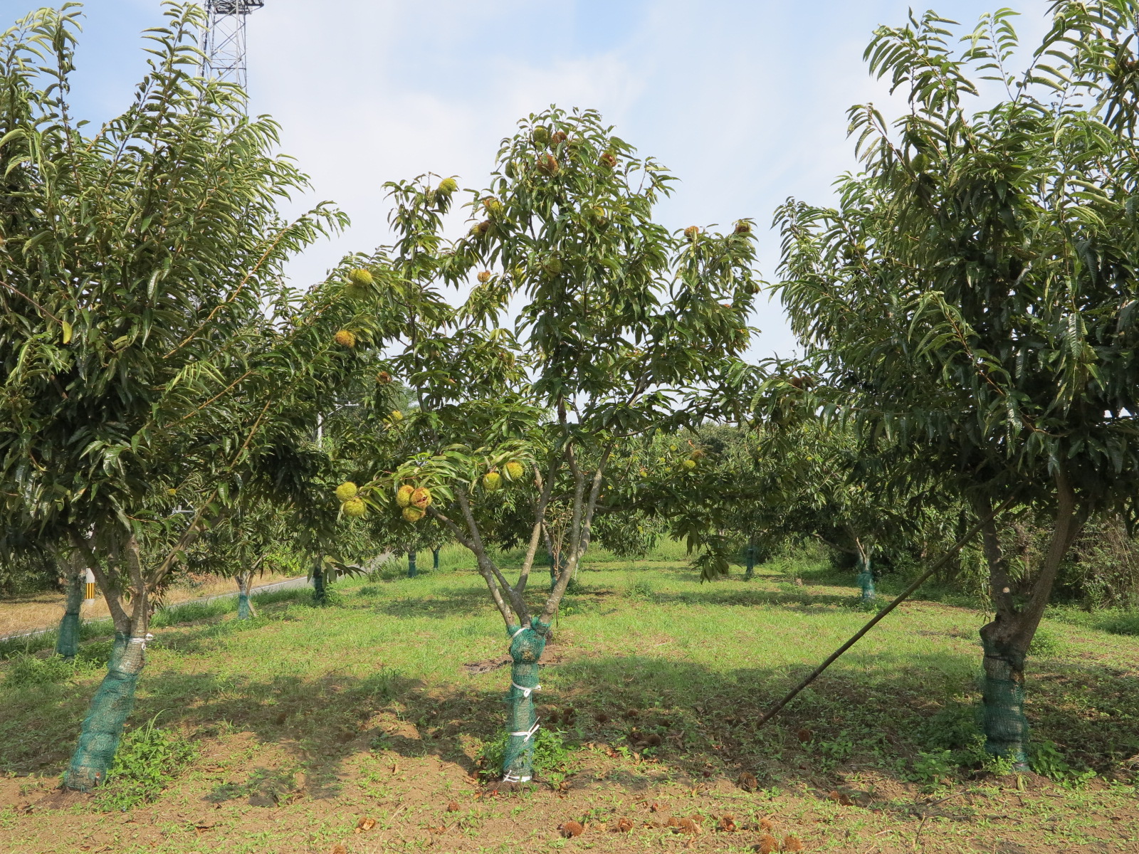 早生栗（上）[43905]