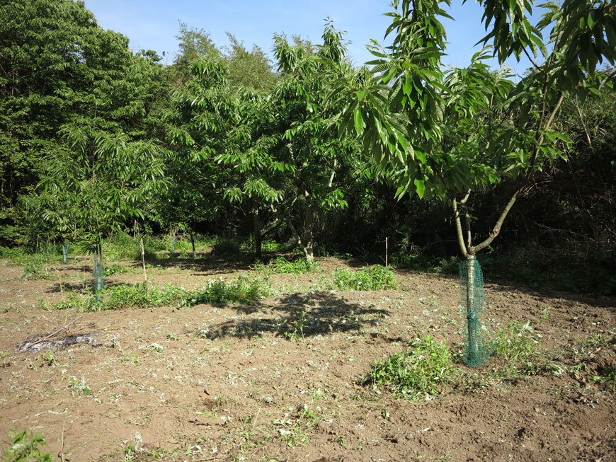 中の畑２_201805_2