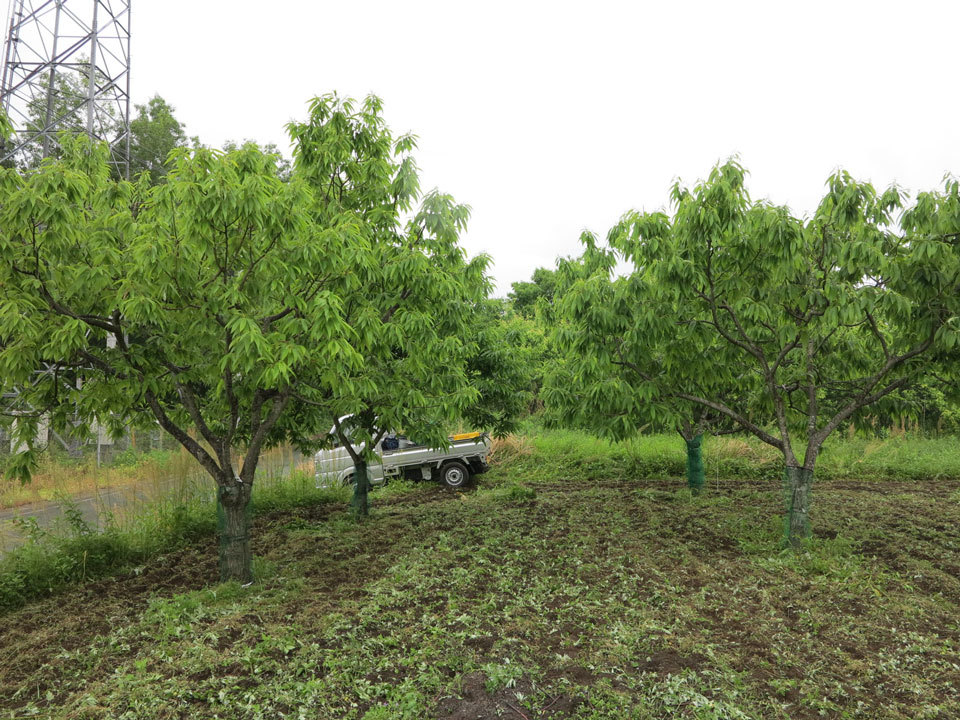 上の畑３_201805_2